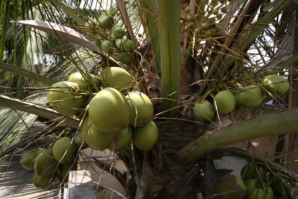 Greenview Homestay Kochi الغرفة الصورة