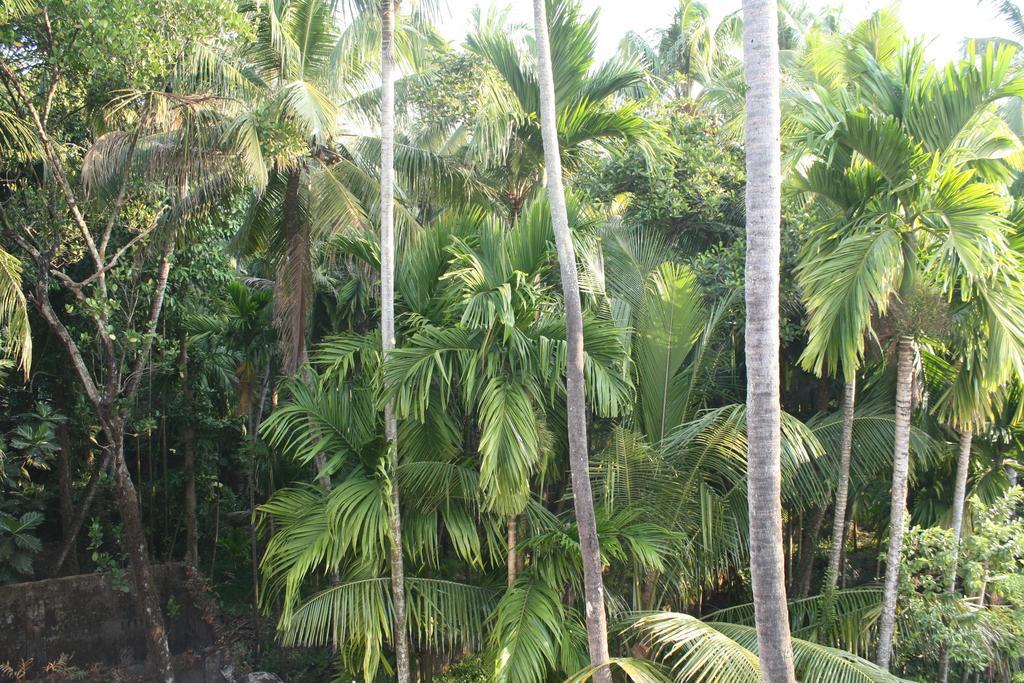 Greenview Homestay Kochi الغرفة الصورة